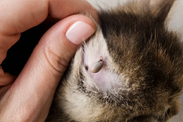 katze-zecke-2 katze-zecke-2